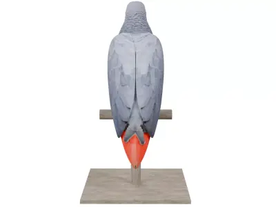 African Grey Parrot 3D model