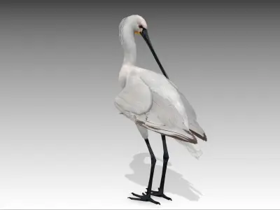 Spoonbill stork Low-poly 3D model