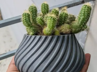 Spiral Cactus Pot A 3D Printed Minimalist Design Free 3D print model