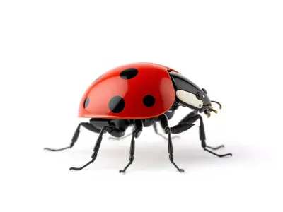 Vibrant Ladybug model pack Low-poly 3D model