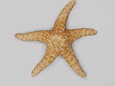 Dry decorative photoscanned Starfish Low-poly 3D model