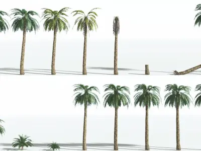 EVERYPlant Date Palm 2 --16 Models-- 3D model