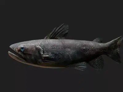 Catfish Low-poly 3D model