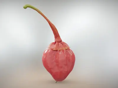  7 Pot Bubblegum Pepper or Capiscum chinense or BBG7 Low-poly 3D model