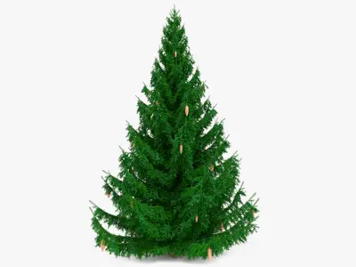 Coniferous Spruce Tree with Cones Green 3D model