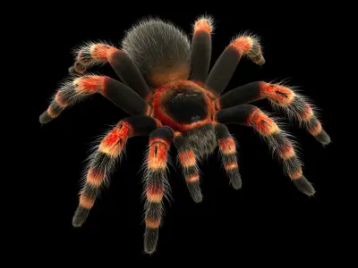 Tarantula Low-poly 3D model