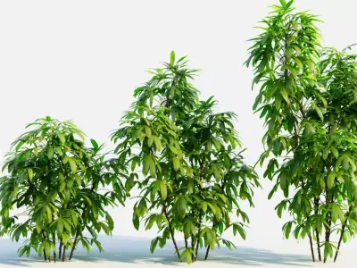 Chuniophoenix humilis b 3D model