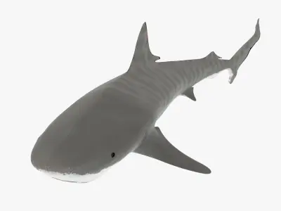 Tiger Shark Low-poly 3D model