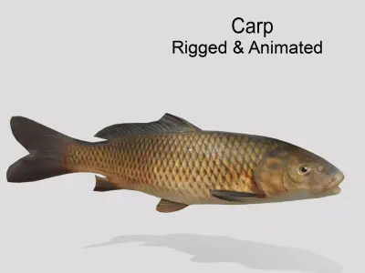Carp Realistic Animated Low-poly 3D model