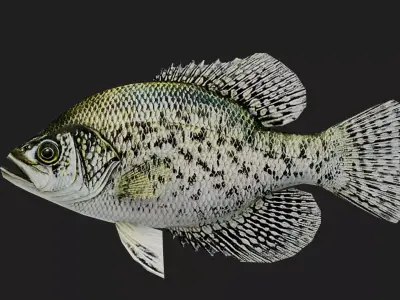 Panfish Low-poly 3D model