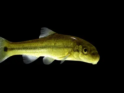 Sucker Minnow 3D model