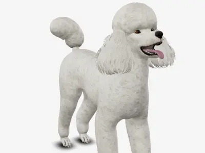 Dog Poodle Low-poly 3D model