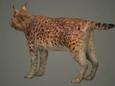 lynx lion lioness leopard animal wildlife bobcat animals 3D model