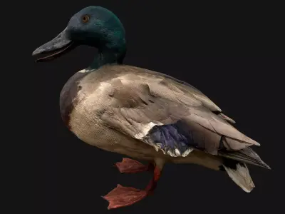 Mallard Duck Bird Low-poly 3D model