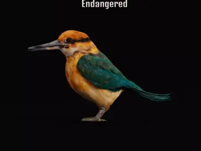 Guam Micronesian Kingfisher Wild Bird 3D model