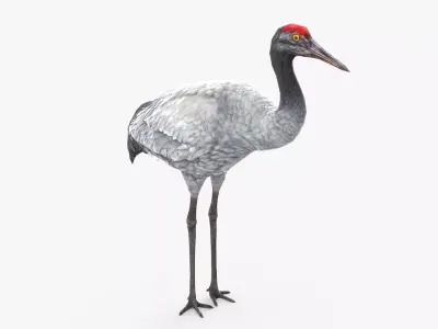 Crane Bird Low Poly  Low-poly 3D model