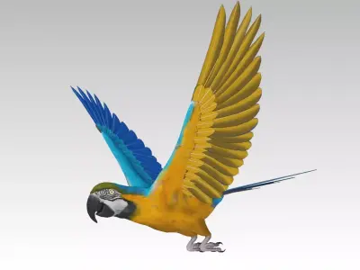 Blue and Yellow Macaw Low-poly 3D model