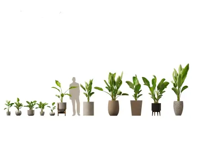 Strelitzia nicolai - Natal wild banana Tree 3D model