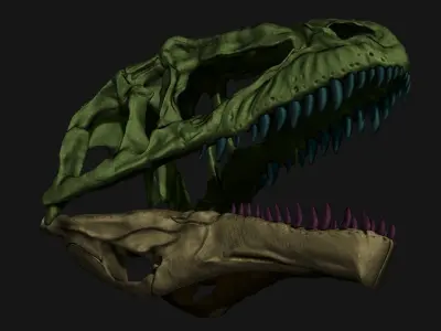 Giganotosaurus Skull Set Skeletons 3D model