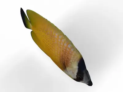 Butterfly fish Low-poly 3D model