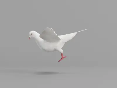 Columbidae White Dove Bird Low-poly 3D model