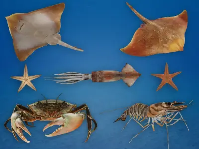Ocean Animals Pack 3D model