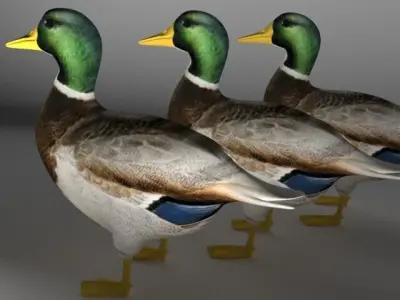 The Duck Low-poly 3D model