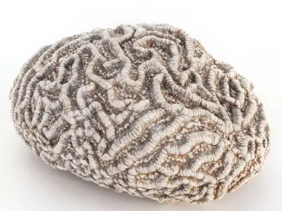 Coral Reef Collection 3D model