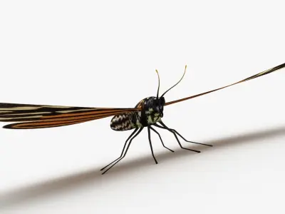 Eueides Isabella 3D model