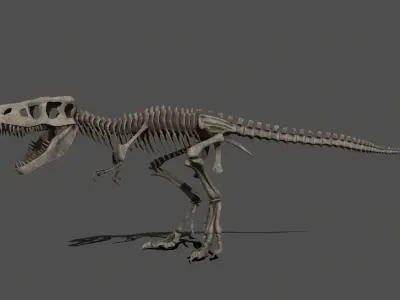 Tyrannosaurus Skeleton 3D model