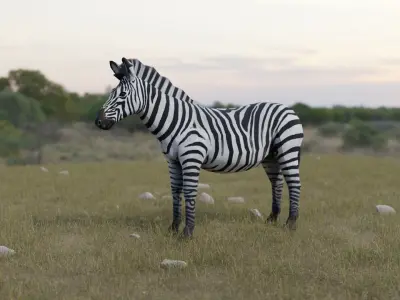 Zebra donkey Low-poly 3D model
