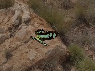 butterflies animation Low-poly 3D model