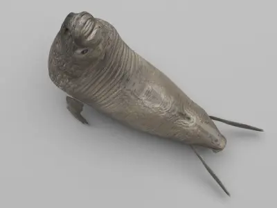 Elephant Seal 3D model