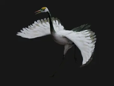Crane Bird A4 3D model
