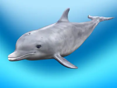 Dolphin Rig 3D model
