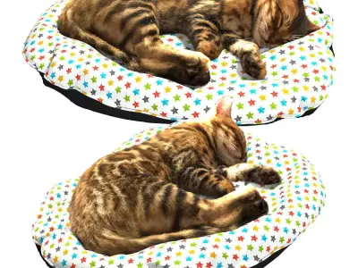 Bengal Kitten 3D model