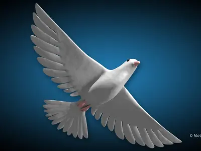 White Dove Bird 3D model