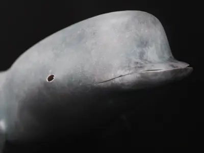 Northern Bottlenose Whale Low-poly 3D model