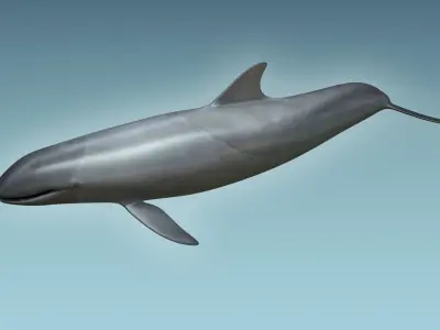 False Killer Whale 3D model