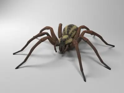 Wolf Spider Low-poly 3D model