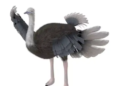 Ostrich bird rigged 3d model Low-poly 3D model