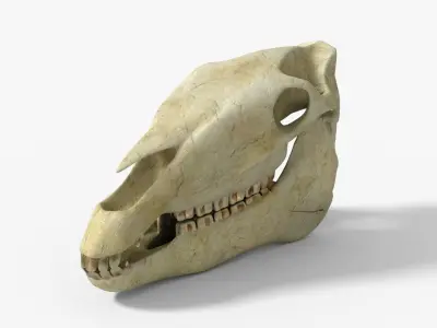 Horse skull Low-poly 3D model