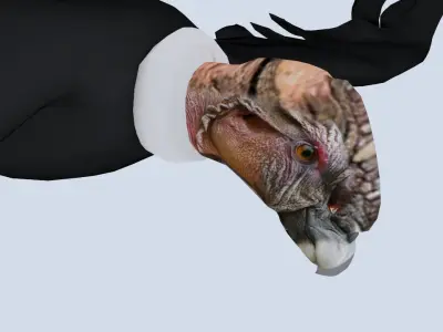 Animated Rigged Condor Low-poly 3D model