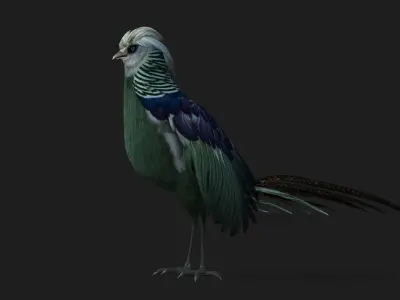 Pheasant A5 3D model
