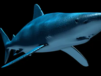 Silky Shark 3D model