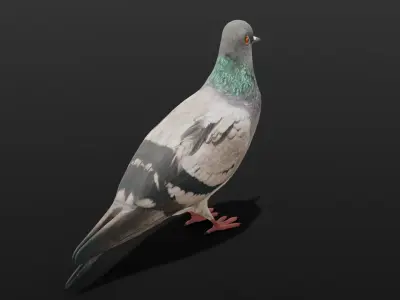 Pigeon Animated and Rigged Low-poly 3D model