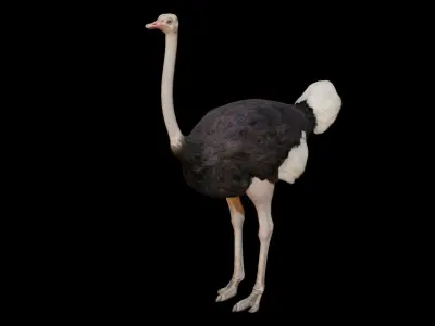 Ostrich 3D Model Low-poly 3D model