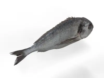 Gilt-head bream 3D model