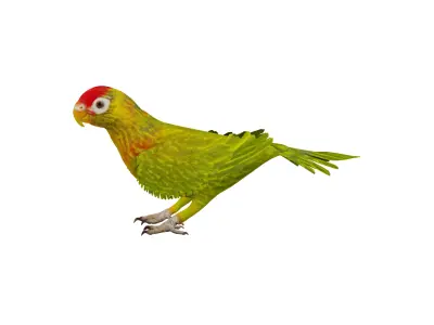 Varied Lorikeet Bird Low-poly 3D model