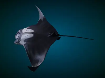 Manta Ray Animated 3D model